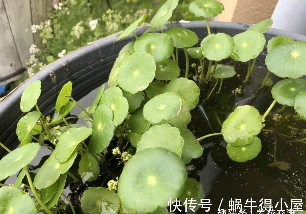 新手|水陆两栖的铜钱草，掌握三大技巧，园艺新手也能养好它