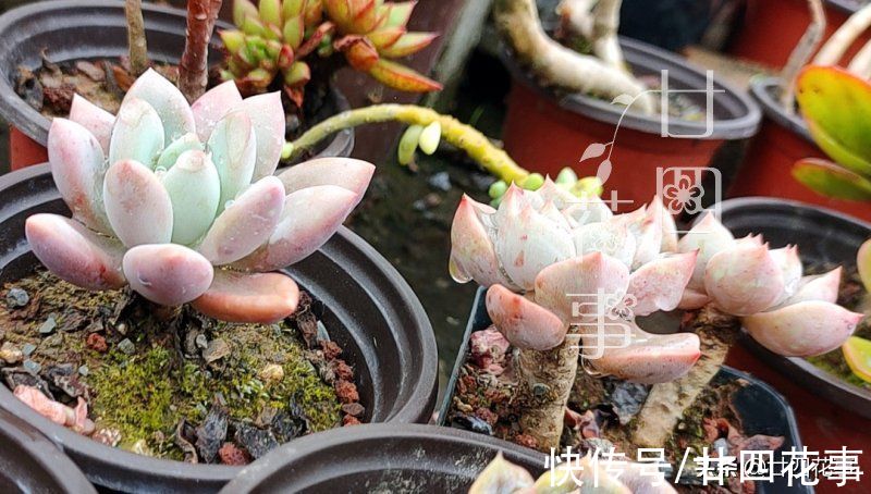 多肉“控养”有前提，“3要4不”别做反，错了变瘦，对了肥美