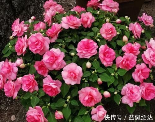 湿润|聪明人都养4种花,好养又漂亮,一开就是300多天!