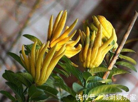超哥|4种“卧室花”养一盆,空气好、睡的香,花一开就是365天,真