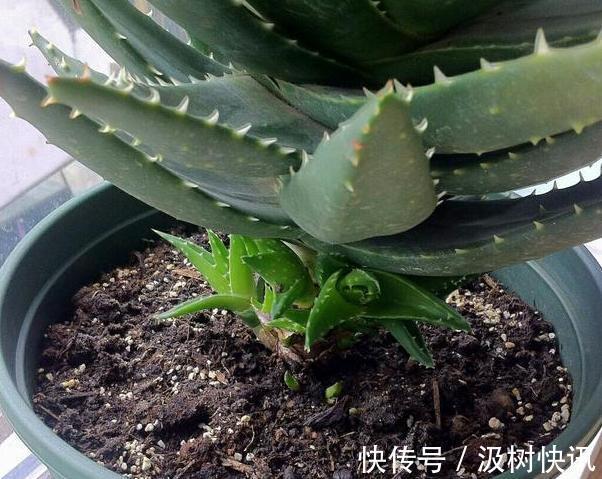 夏季养花，首选这些不怕晒，不怕旱的花卉，养着省心、看着养眼