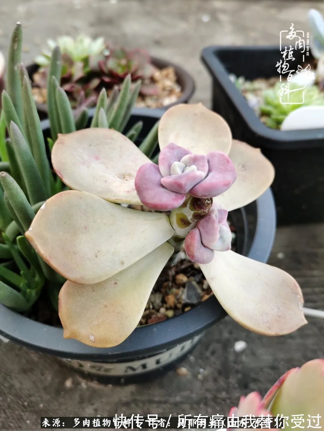 人如多肉，经阳光雨露历练后，亦会越挫越勇！