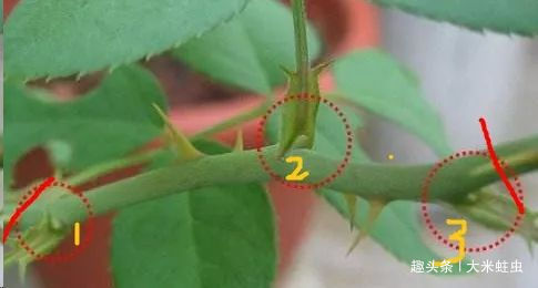 月季扦插只能等明年开春了,扦插小技巧,请先收好!