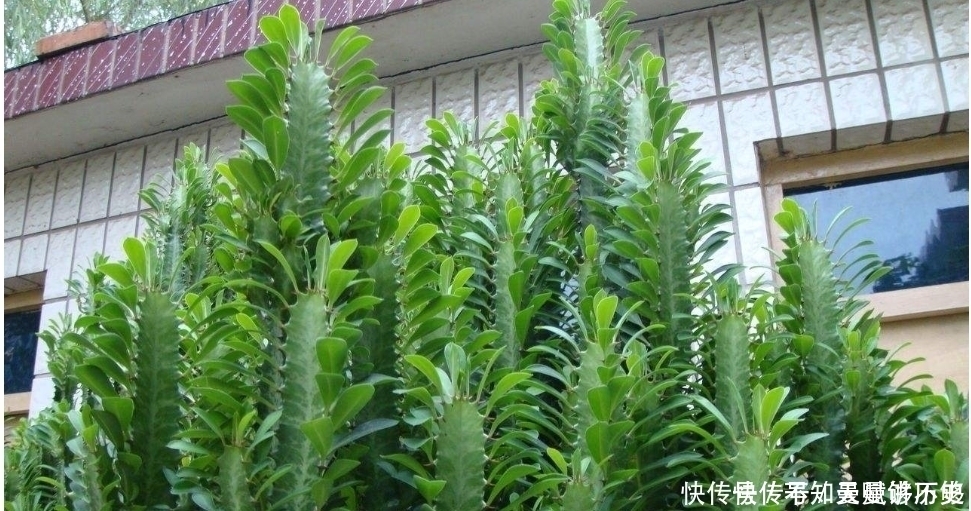 龙骨为什么可以“镇宅”原因只有3点,点点“合人心意”