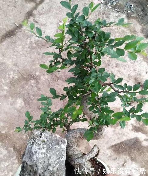 榔榆|高手支招,榔榆盆景,从选材到成品,艰难历程