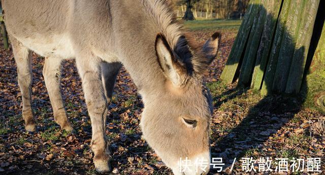 |民间笑话一则 找驴