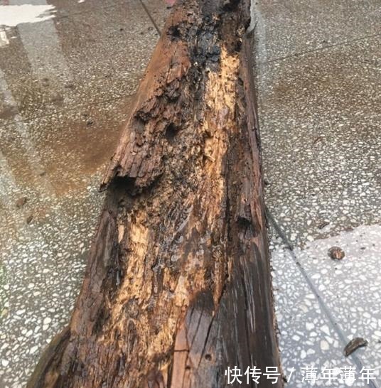 烂木头充分利用,资深花友打造出迷你多肉花园,以后烂木头别丢了!