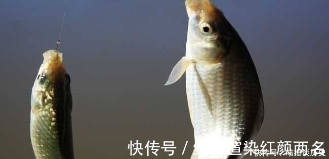 风浪|野钓鲫鱼时,一旦遇到这3种情况,老钓友第一反应:马上调整