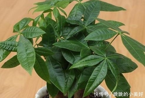 发财树不难养,稍微注意这几点就能保证一年四季绿油油!