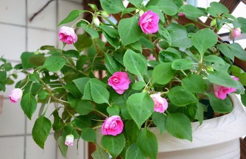 花友会|磷酸二氢钾养花虽好,但“4个阶段”不适用,别再弄错了