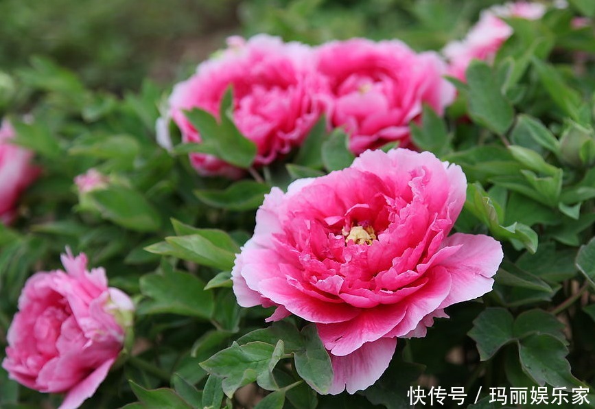 立菊|喜欢菊花,不如养盆“花中珍品”金牡丹,颜值高寓意好清新高雅
