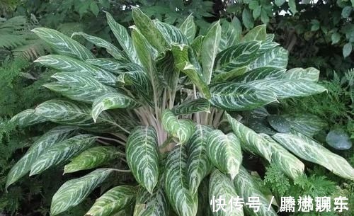 室内|17种适合生长在弱光处的室内植物,可以摆放在家里的任何角落