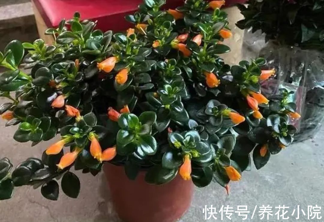 7种漂亮花,家里阳光少也能养,光照太强反而长不好