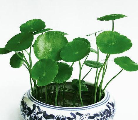 铜钱草|怎么养好铜钱草，爆满盆掌握方法技巧