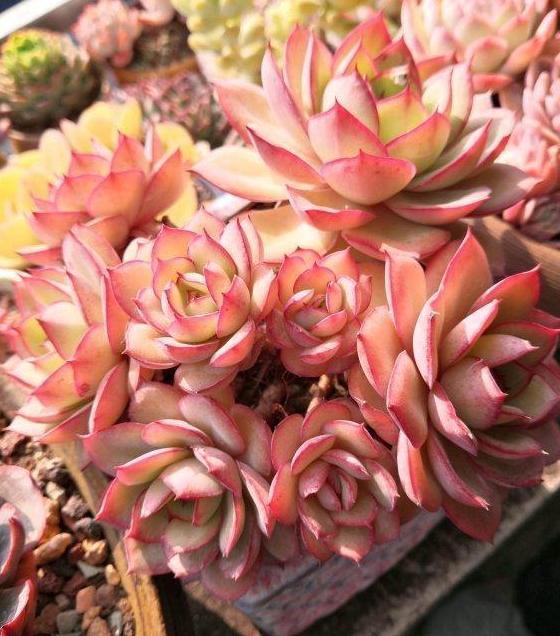 夏季养殖多肉,难逃黑腐化水按照4步换成水培,轻松解决