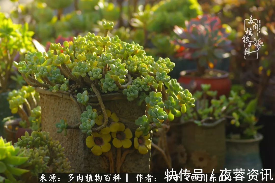 夏天|夏天日晒雨淋,秋老虎来势汹汹,你的多肉准备好逆袭了吗