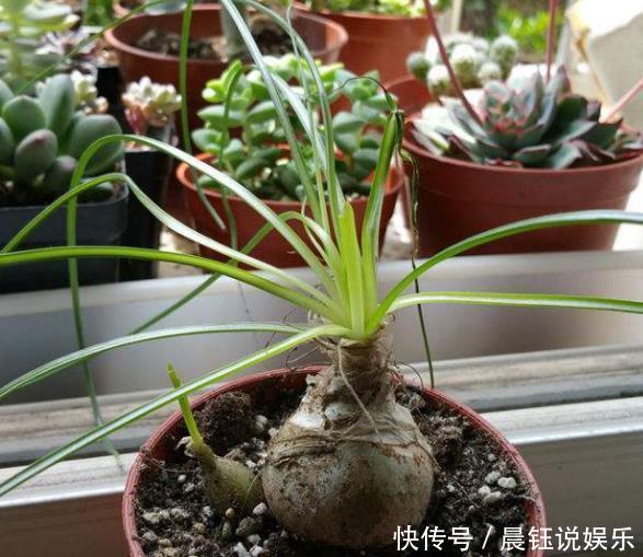 “耐旱花”养家里，20天不浇水，枝叶反而更旺盛，长满一大盆！