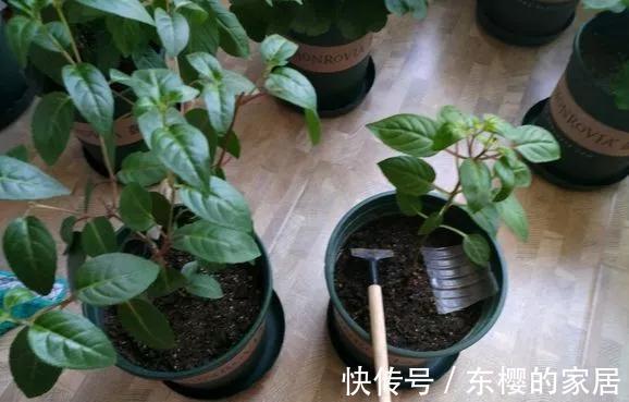 月季花|这些花秋天已“苏醒”,再忙也要施“秋肥”,不然会影响生长
