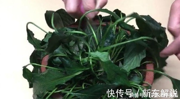 蚊香|浇水时加点小东西,植物用了呼呼长,连肥料都省了!