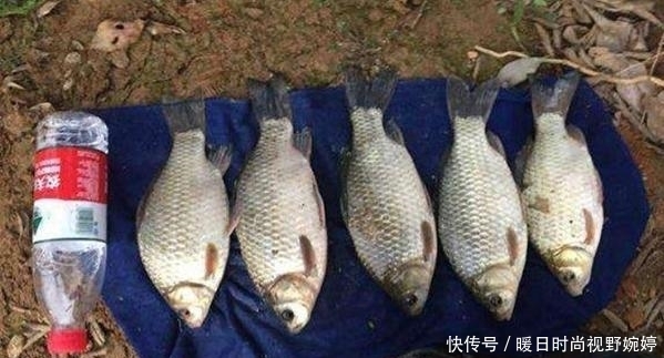 水草|夏季大板鲫的作钓