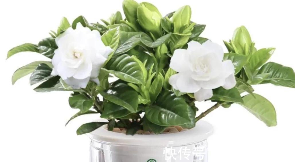 客厅养这些花真的很幸福,因为开花太香了