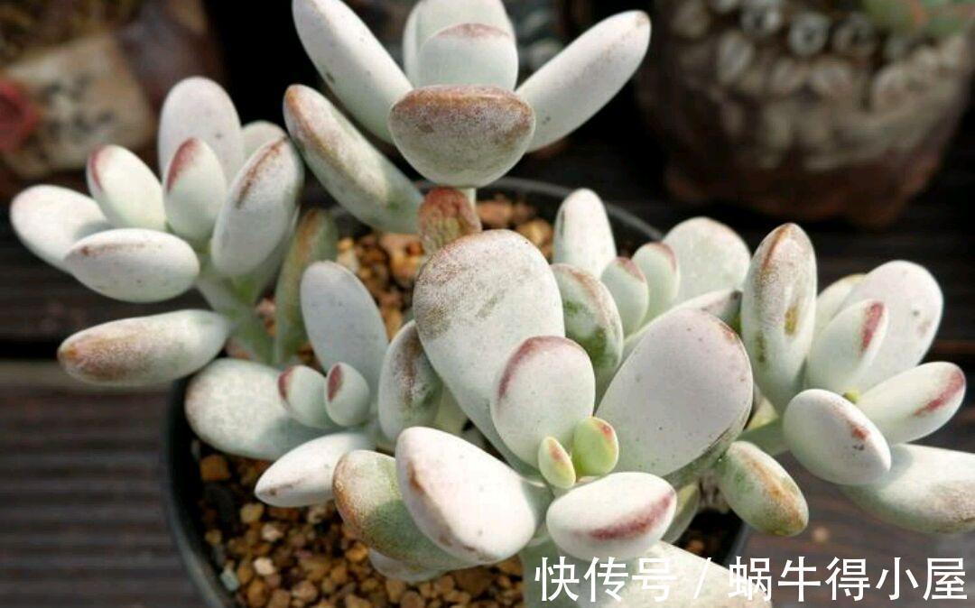 多肉福娘里好看却不容易养好的胖美人,乒乓福娘