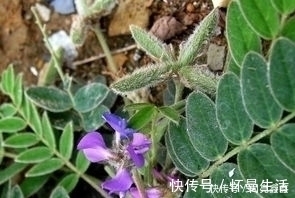 价值|留个意：此野草价值珍贵作用大，若是遇见，请往家里摘