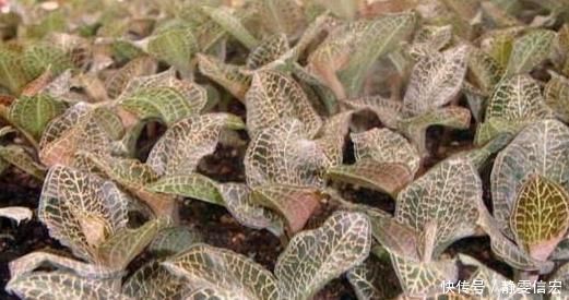 鸟人参|这种野草被称为“软黄金”,农村遍地都是,见到了别踩,价格高