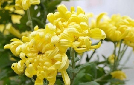 冠状动脉|菊花和此物一起泡,每天一杯,排毒健身,视力好,肝越来越健康