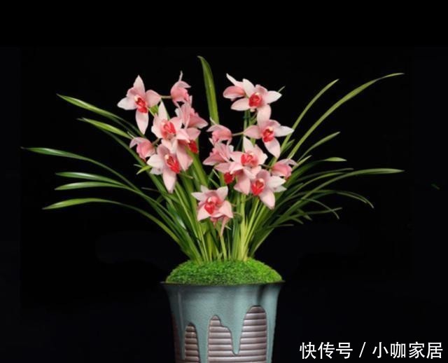 养护|墨兰开花后怎么养护花色娇艳?