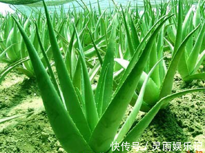 5种植物养在家中,不仅净化空气还能促进睡眠呢