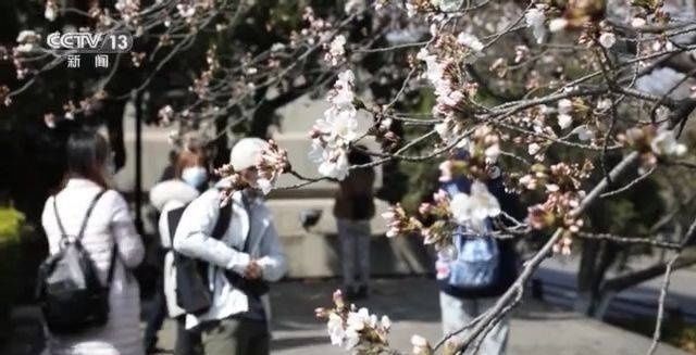 医护人员|花开了！武大邀请抗疫医护人员共赴“樱花之约”