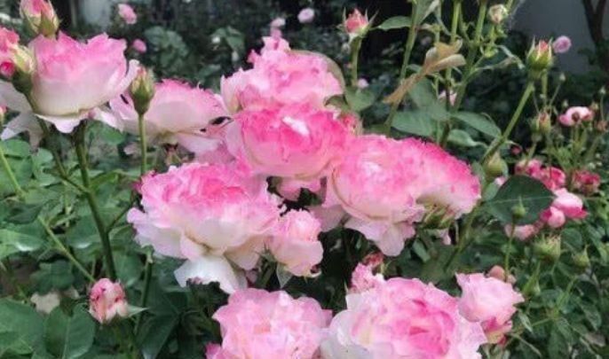 芙蓉葵|世上公认最美的4种花,开起花来“拦”不住,美不胜收,你养了吗