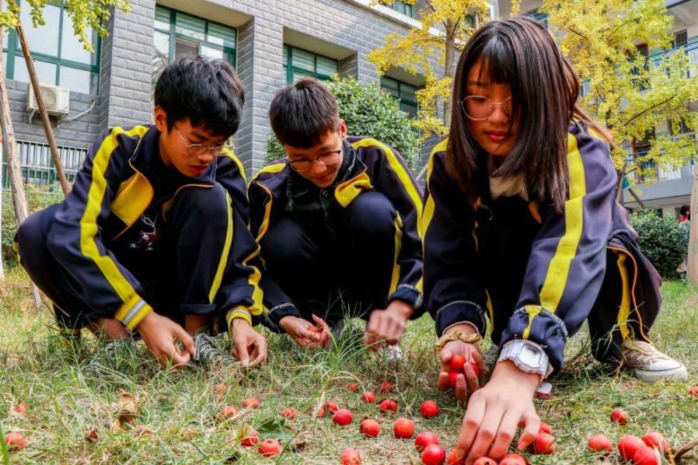 综合|开心收获 快乐成长——羲城中学举行校园采摘节综合实践活动