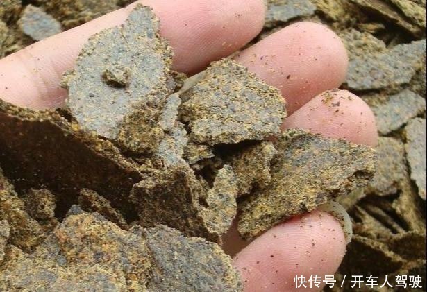 养兰花，用点“万能肥”，叶子油绿挺拔如箭，嗖嗖冒花箭！