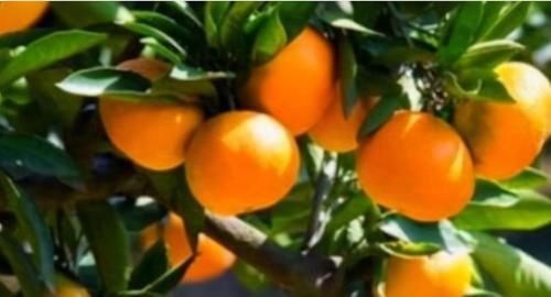 女性不想满脸皱纹，可以多吃3种食物，营养丰富，滋润肌肤！