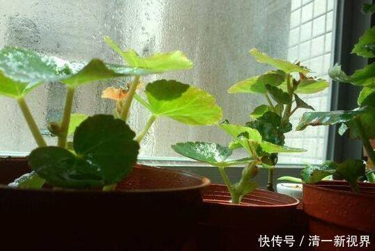 花儿|养丽格海棠，这4个“养护细节”别忽略，花苞多，一年四季开花！