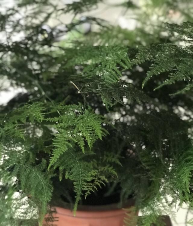 正确|5种花“专吃土”,砸开花盆全是“大块根”,这么做才正确