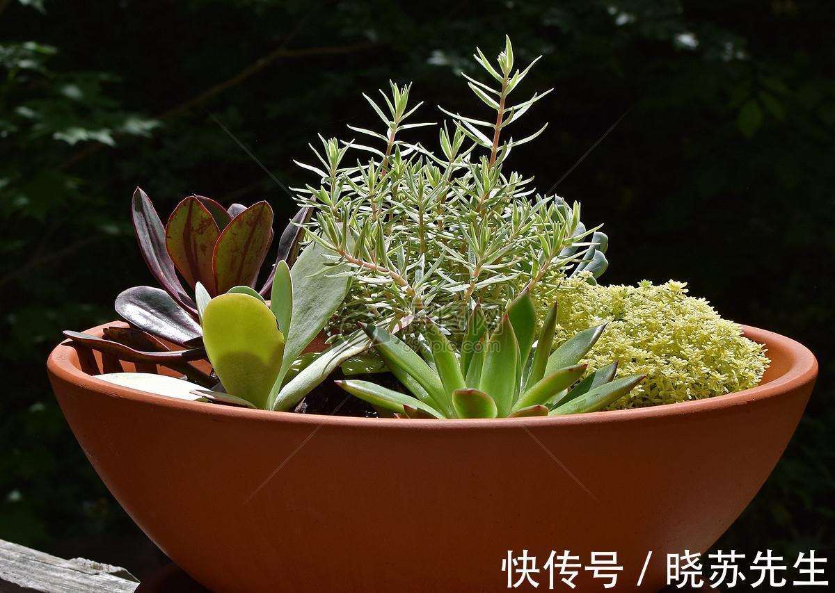 冬日养多肉难出状态?做好5件事,茎叶长得又肥又艳