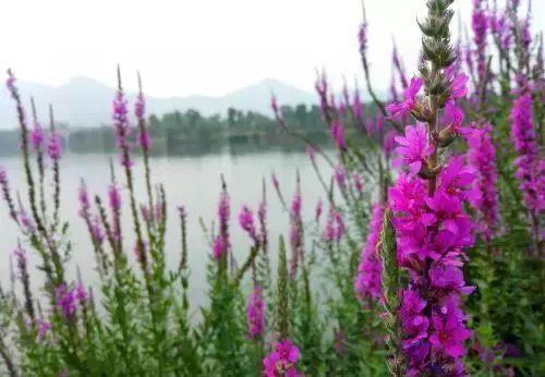 良方|一种十分浪漫的草药，4大入药良方，清除身体4种病症！值得珍惜！