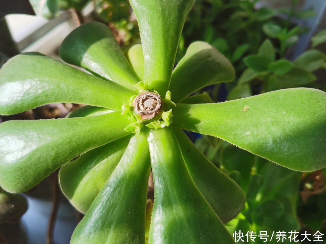 蟹爪兰|立秋后，7种花要“苏醒”，可以放手养了