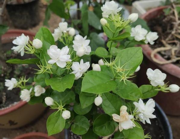 盆栽茉莉取代人造香水，该如何养好掌握4点，开花又白又香