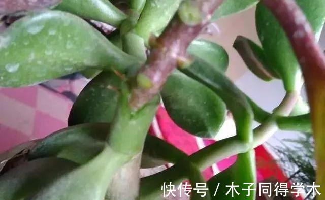 玉树|长寿花嫁接到玉树上,亲源近成活率高,来年的花开成了花团