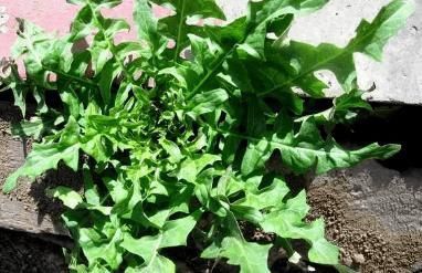 食用|6种“伤身”的蔬菜，请停止食用，有些人却当宝，忍住就是硬道理