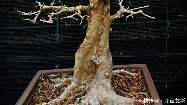 土壤|盆景盆树出现了老化,要及时处理避免树桩死亡,方法一分钟看完