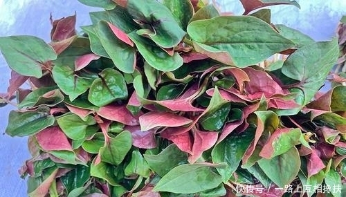 云吧|昌宁:入春了,漫山野菜里藏着人间烟火气