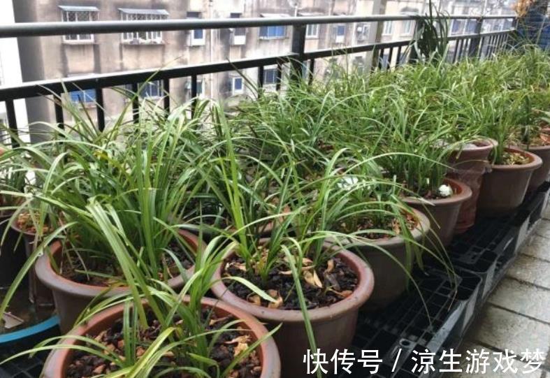 新手|老花匠家阳台、露台都是兰花，一年四季都有花赏，新手动手也能养