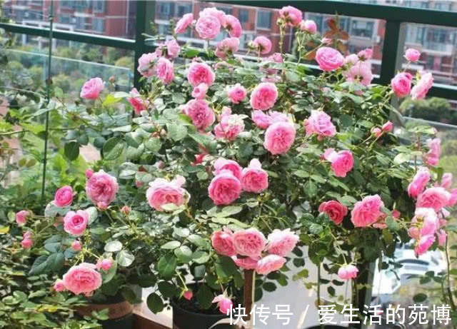 月季|越剪越旺的“3种花”,开花多到爆盆,不见叶子只见花,美!