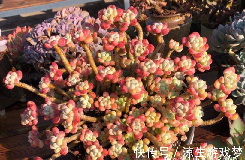 多肉鹿角海棠和劳尔,一个可以打造盆景和赏花,一个出状态后超美