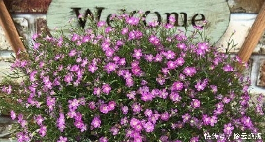 喜欢菊花,不如养盆“精品玫瑰”甜蜜,似阳光少女,纯洁优雅美